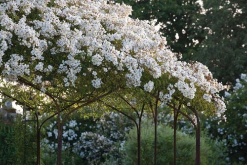 11 Ideas to Steal for a Moonlight Garden - Gardenista
