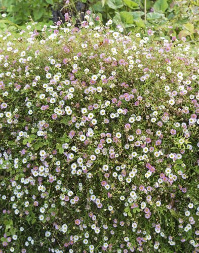 Fleabane: Erigeron Daisies Guide to Planting, Care and Design