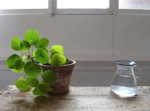 11 Ways to Keep Houseplants Happy this Winter - Gardenista