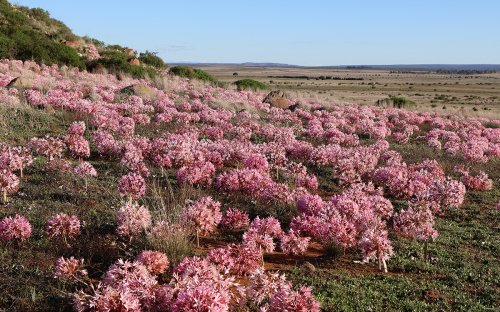 Brunsvigia Lilies Bloom Three Weeks After Late Summer Rain in South Africa