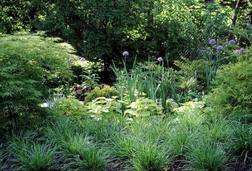 Gardening 101: Moor Grass - Gardenista