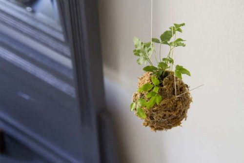 Kokedama String Balls: A DIY Hanging Garden - Gardenista