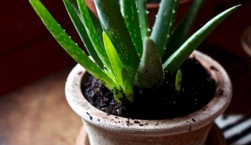 How to Successfully Grow Aloe: A Field Guide for Planting, Care, and Design on Gardenista