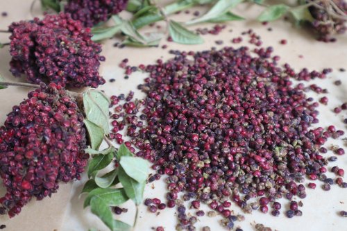 Sumac Spice: How to Forage for the Autumn Fruit and Make Your Own