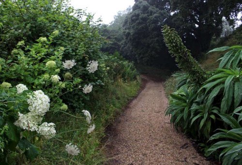 Landscaping 101: Wild Hydrangeas, 7 Ways - Gardenista