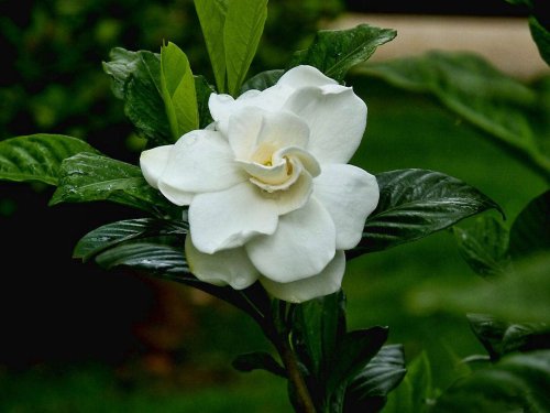 Gardening 101: Gardenia - Gardenista