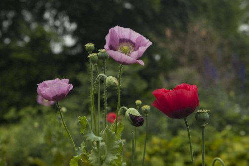 Gardening 101: Opium Poppy - Gardenista