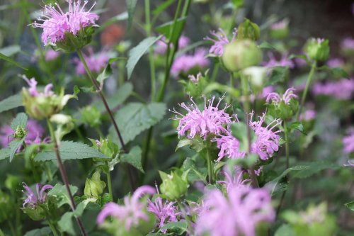 Native Bee Balm: Pollinator-Friendly and Delicious, Too - Gardenista