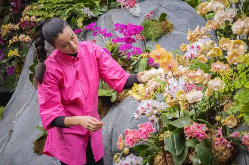 'Natural Heritage': The NYBG Orchid Show with Lily Kwong - Gardenista