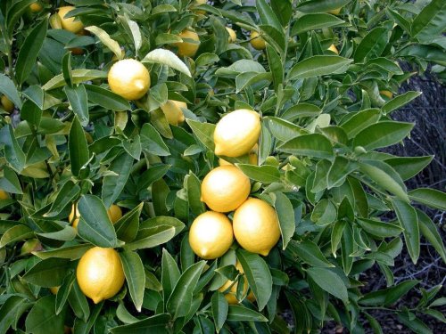 Gardening 101: Lemon Tree - Gardenista
