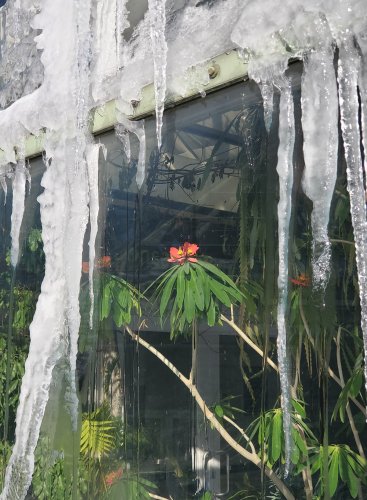 Winter Escape: The Warm World of the BBG's Conservatories - Gardenista