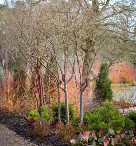 Landscape Ideas: Blazing Color with Red Twig Dogwood, 5 Ways - Gardenista