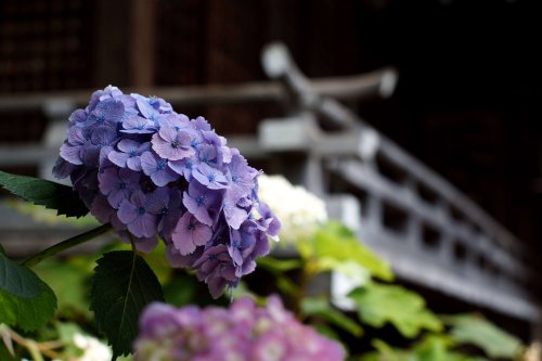 Everything You Need to Know About Hydrangeas - Gardenista