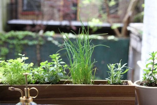 Urban Gardening: Shade-Tolerant Herbs to Grow in Your Apartment - Gardenista