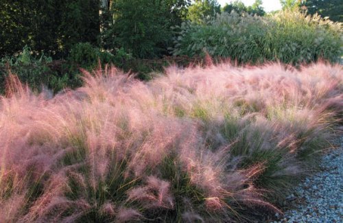 Pink Grasses: 10 Ideas for Muhlenbergia in a Landscape - Gardenista