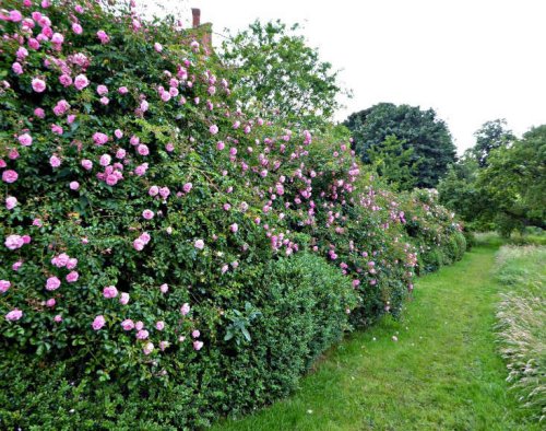 Ramblers: The Most Romantic Rose - Gardenista