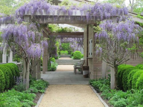 Wisteria: How to Grow (and Tame) the Perennial Flowering Vine