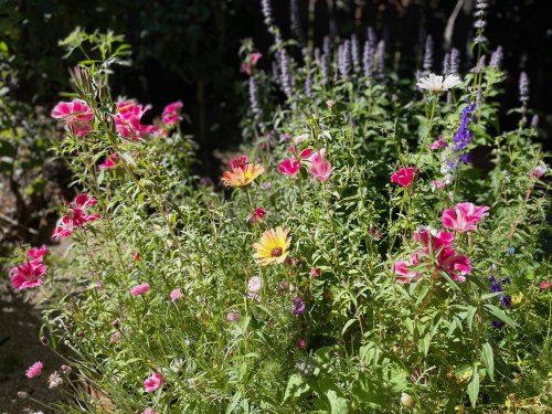 All About Clarkias: How to Grow this Annual Wildflower
