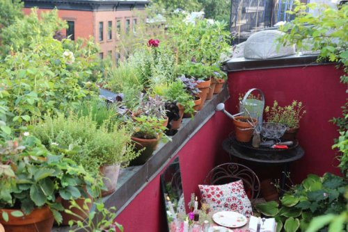 10 Secrets for Growing an Urban Balcony Garden - Gardenista