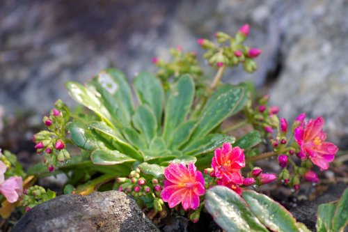 Lewisia cotyledon: All About the Evergreen Cliff Maids