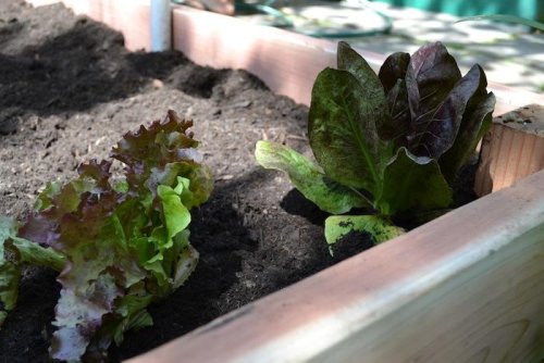 DIY: Simple Tips for Growing Your Own Vegetable Garden - Gardenista