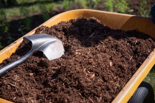 5 Things Nobody Tells You About Mulch - Gardenista