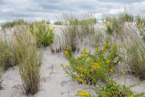 Fort Tilden at the Rockaway Peninsula in Queens: A Natural Haven