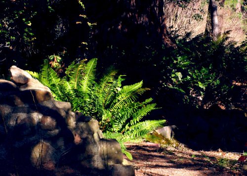 Western Sword Ferns: Growing and Plant Care Tips