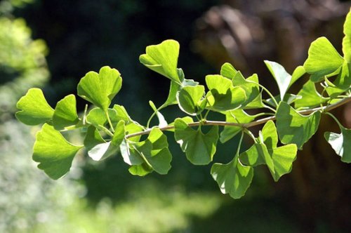 Gardening 101: Ginkgo Trees