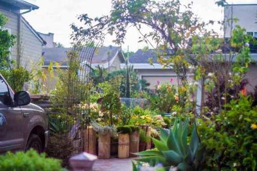 Garden Visit: My Driveway Oasis in Half Moon Bay, California - Gardenista