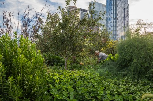 The Farm at the Javits Center: A Visit to the Rooftop Farm in Hell's Kitchen