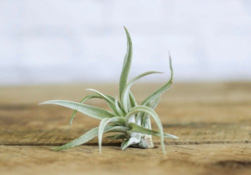 10 Things Nobody Tells You About Air Plants - Gardenista