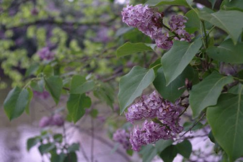 Gardening 101: Lilacs - Gardenista