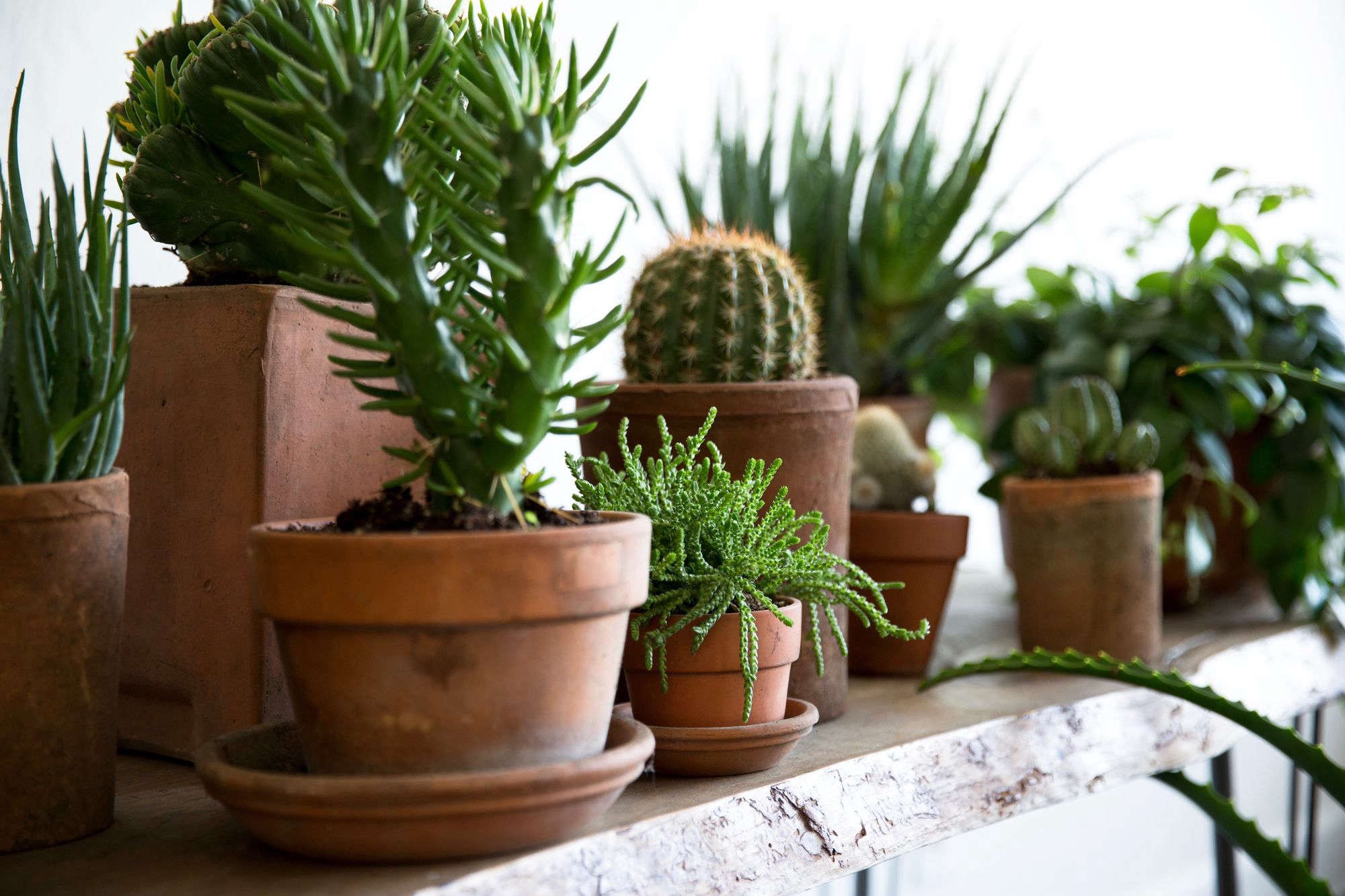 How to Successfully Grow Houseplants