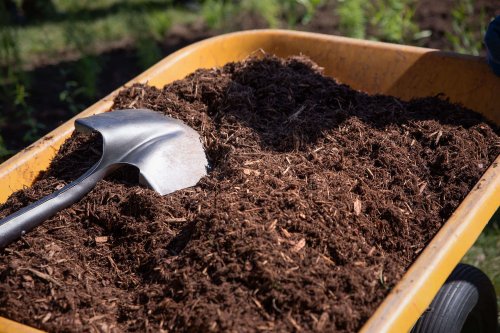 A New Invasive Species? Here's What You Need to Know About Jumping Worms - Gardenista