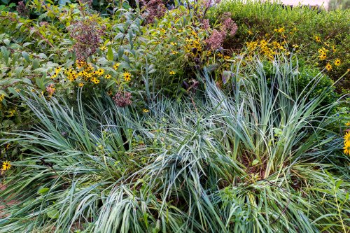 How to Divide Perennials in the Fall: Black-Eyed Susans, Hostas, Daylilies, Joe Pye Weed, and Ferns