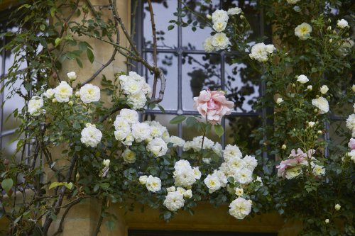 In Appreciation of the Old Roses at Asthall Manor - Gardenista
