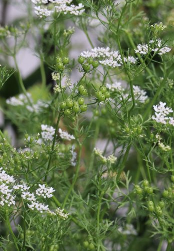 Green Coriander Seeds: How to Use Fresh Cilantro Seeds