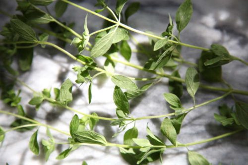 Oregano: A Culinary Herb to Grow in Your Edible Garden