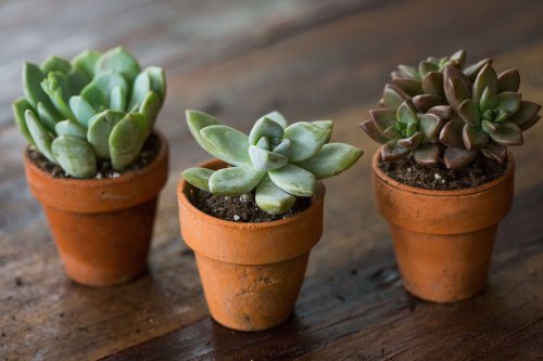 Succulents Explained: How to Identify and Grow Graptos - Gardenista