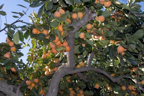 Greatest Hits 2022: 5 Best Fruit Trees to Grow for the Home Garden - Gardenista
