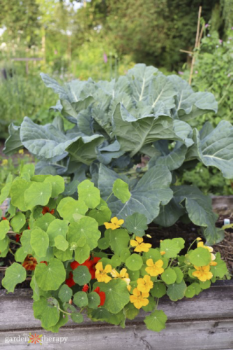 Regenerative Vegetable Gardening for the At-Home Gardener - Garden Therapy