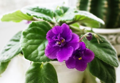 African Violet Care: Proper Care and Propagation Tips - Garden Therapy