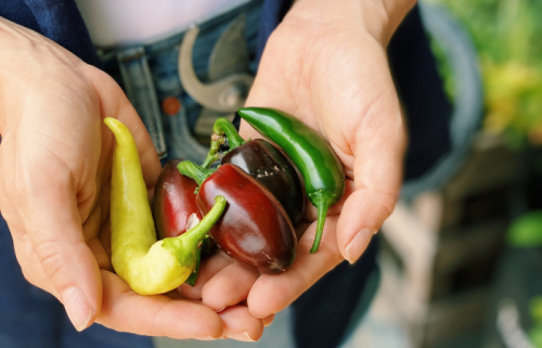 How to Plant and Grow Jalapeños in a Container