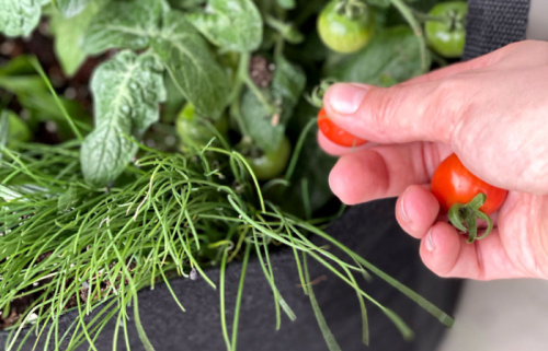 Tips for Planting and Growing Tomatoes in a Container