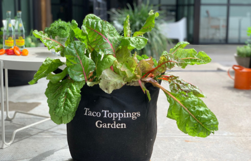 6 Reasons why growing your Taco Toppings Patio Garden in a Grow Bag is good for you and your plants.