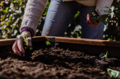 Tschüss Hochbeete - warum ich nicht mehr im Hochbeet anbaue - Garten Fräulein - Der Garten Blog