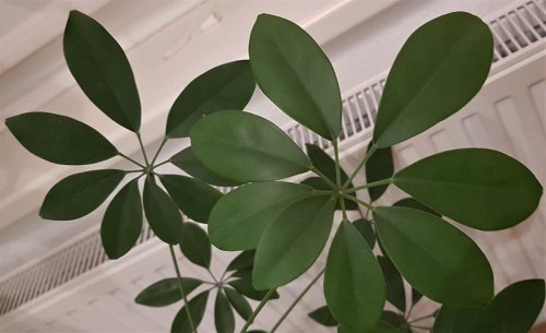 Schefflera - eine pflegeleichte Zimmerpflanze