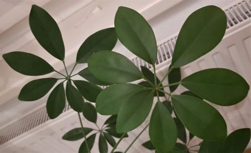 Schefflera – eine pflegeleichte Zimmerpflanze