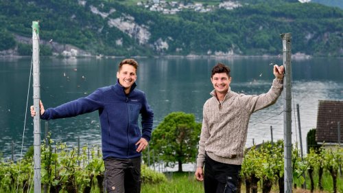 Weingut Kastanienbaum: Zwei Rookies im Rebberg